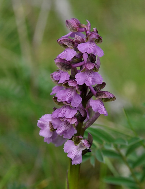 Orchidee del Casentino 2009